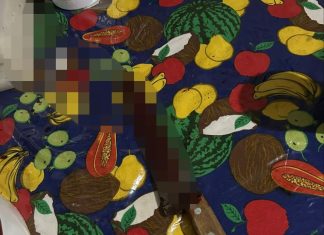 Homem é suspeito de matar cadela a facadas após se irritar por animal brincar com galinhas, diz protetora