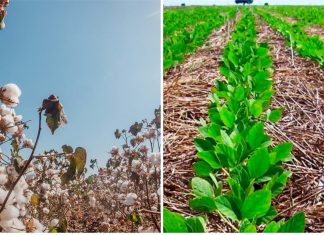 Algodão tem aumento de 34,2% na área plantada e soja deve alcançar 1,5 milhão de hectares cultivados no Tocantins