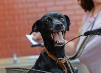 Campanha arrecada ração para alimentar cães e gatos resgatados por ONGs e protetores independentes