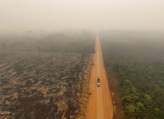 Desmatamento na Amazônia cai 7% em 2024, mas degradação tem alta de 497% por causa das queimadas