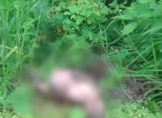 Capivaras são atropeladas e encontradas mortas às margens de avenida em Araguaína