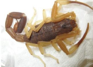Cidade do Tocantins faz alerta contra picadas de escorpião; veja como se proteger