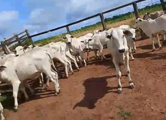 Criminosos invadem fazenda, rendem vaqueiro e roubam 57 bezerros; prejuízo é de R$ 140 mil
