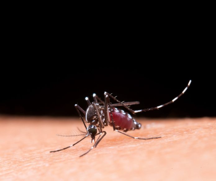 mosquito-scaled