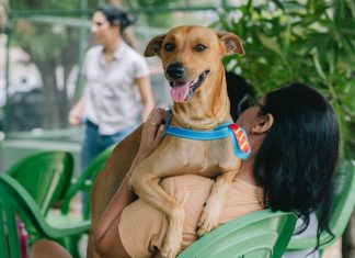Castração gratuita de cães e gatos em Palmas abre agendamento no dia 27 de janeiro