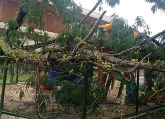 Árvore gigante se parte ao meio e cai sobre parquinho infantil após raízes apodrecerem