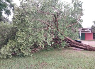 Chuva com ventos derruba árvores, afeta rede de energia e causa transtornos em Dueré
