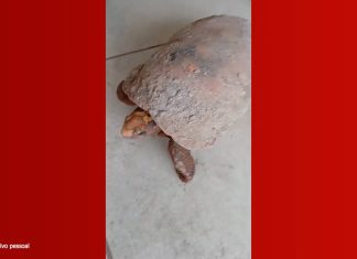 Soterrado por anos, adaptação e metabolismo lento: veja o que se sabe sobre jabuti encontrado embaixo do piso de casa