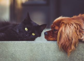 Palmas vai realizar primeiro Censo Animal para mapear população de cães e gatos; entenda como funciona
