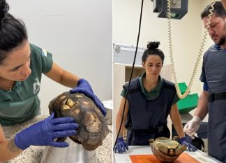 Jabuti encontrado embaixo de piso de casa tem casco restaurado e é batizado de Donatello por veterinários