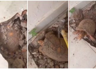 Jabuti encontrado após passar anos embaixo do piso de casa é levado para reabilitação em Centro de Fauna