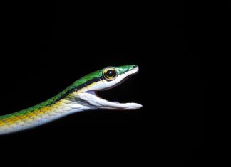 Cobra de ‘bigode’ e que vive em árvores: biólogos descobrem nova espécie de serpente no cerrado tocantinense