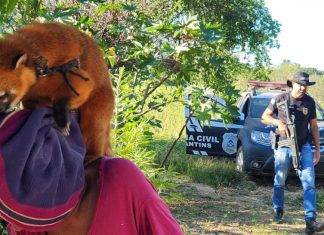 Quati criado como pet e mantido em coleira é resgatado pela polícia