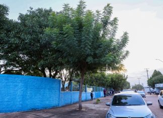 Árvore indiana que causa problemas ambientais pode ser substituída por espécies nativas do Cerrado em escolas de Palmas