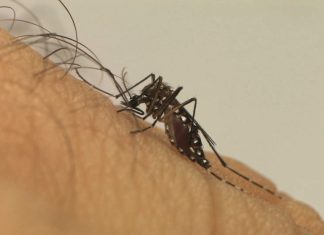 Morte de idosa por suspeita de dengue é investigada no Tocantins, diz Secretaria da Saúde