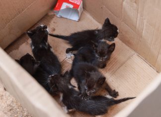 Filhotes de gato abandonados em lote baldio são resgatados pela Guarda Metropolitana em Palmas