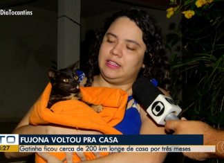 Gata desaparece em posto a 200 km de casa e volta sozinha três meses depois: ‘Foi uma surpresa’, diz família