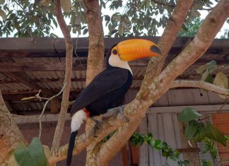 Tucano silvestre faz visitas em escola para brincar com crianças e vira tema de projetos pedagógicos: ‘Estão encantadas’, diz diretora