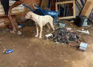 Casal vai responder por maus-tratos após deixar cães sem água e comida, e pela morte de um dos animais, diz polícia