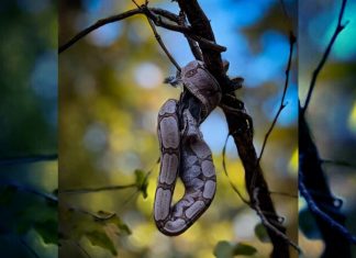 Serpente flagrada devorando pássaro em árvore é uma jiboia e sufoca vítimas antes de engolir, diz bióloga