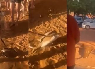 Polícia vai investigar vídeo de homem espetando arraia em praia de Palmas e levando para lixeira