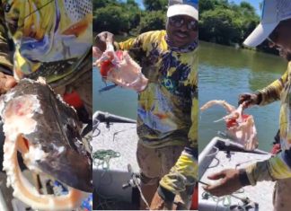 Casal fisga peixe em rio do Tocantins e se surpreende ao retirar apenas a carcaça do anzol: ‘Piranhas atacaram’