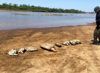 Operação flagra acampamento com dez tartarugas vivas, mais de 700 kg de peixe e redes de pesca no Tocantins