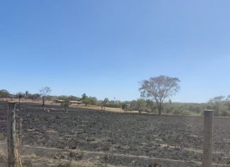 Suspeito de incêndio criminoso é preso em flagrante e multado em R$ 459 mil, diz PM