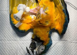 Arara-canindé passa por cirurgia para amputar pata atrofiada e recebe prótese adaptada