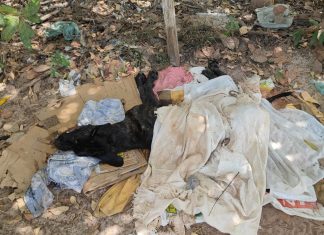 Cachorro morre após ser encontrado sem água e comida em chácara e prefeitura denuncia tutor por suspeita de maus-tratos