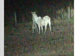 VÍDEO: Onça é flagrada durante ataque a bezerro em pasto de fazenda no sul do Tocantins