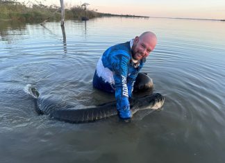 Pescador captura pirarucu no Lago de Palmas após batalha de 20 minutos: ‘Brigou muito’