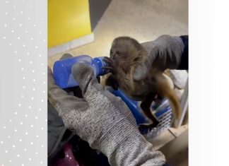 Homem é preso com mais de 100 animais silvestres em carro após tentar fugir da PRF em rodovia