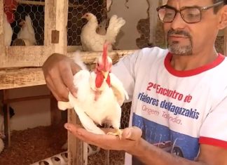 Pequenas, dóceis e delicadas: galinhas ornamentais viram paixão de casal no Tocantins
