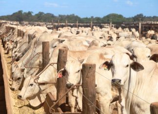 Quantidade de bois é quase oito vezes maior que a população humana no Tocantins, diz IBGE