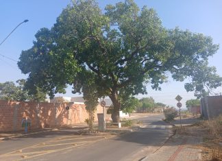 História e preservação: veja como está o pé de pequi que ganhou praça no meio de avenida em cidade do Tocantins