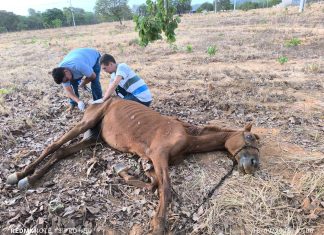 Cavalo é resgatado desidratado e com fome após ser abandonado em Paraíso do Tocantins