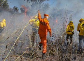 Tocantins perdeu mais de 800 mil hectares com queimadas em 2025