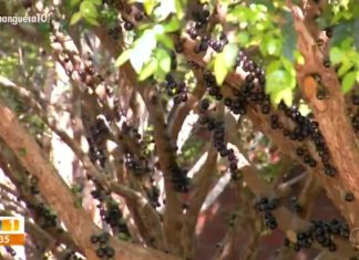 Com início da colheita, pomares de jabuticaba estão abertos para visitação em Taquaruçu
