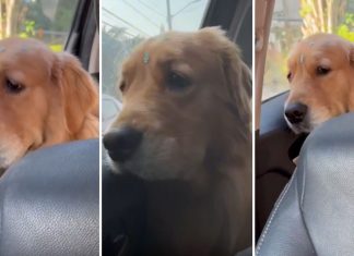 Cachorra faz ‘drama’ ao trocar de lugar no carro e diverte tutores; VÍDEO viraliza nas redes