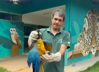 Arara com asa ferida é resgatada após se abrigar em casa na região sul de Palmas e ficar quatro dias sem comer