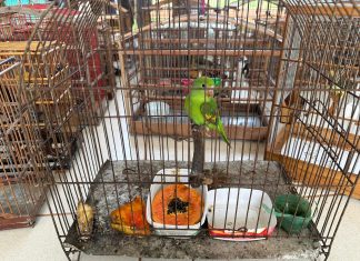 Operação resgata 133 pássaros mantidos em cativeiros ilegais no Bico do Papagaio