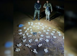 Fiscalização resgata tartarugas e mais de 500 ovos transportados sem autorização no Rio Araguaia