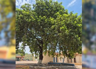 Moradores protestam e impedem padre de derrubar pé de pequi em cidade do Tocantins