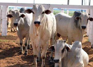 Vaqueiro e outras três pessoas são suspeitos de furto e venda de 400 cabeças de gado