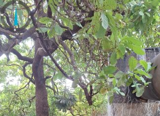 BRK é multada em R$ 1,7 milhão por vazamento de esgoto no sistema de drenagem que chega ao lago de Palmas