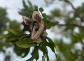 Temporada das mucuras: conheça animal que aparece em áreas urbanas durante período chuvoso no Tocantins