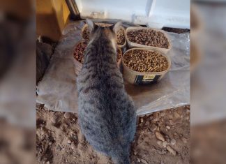 Servidor recorre à Justiça para poder alimentar animais de rua em secretaria após prefeitura proibir