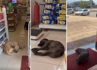 Cães aproveitam ar-condicionado de farmácias para aliviar o calor em Palmas; VÍDEO