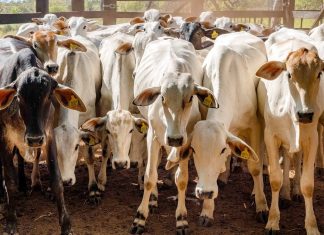 Invasão, maus-tratos e prejuízo de R$ 70 mil: o que se sabe sobre gerente que castrou rebanho de vizinho